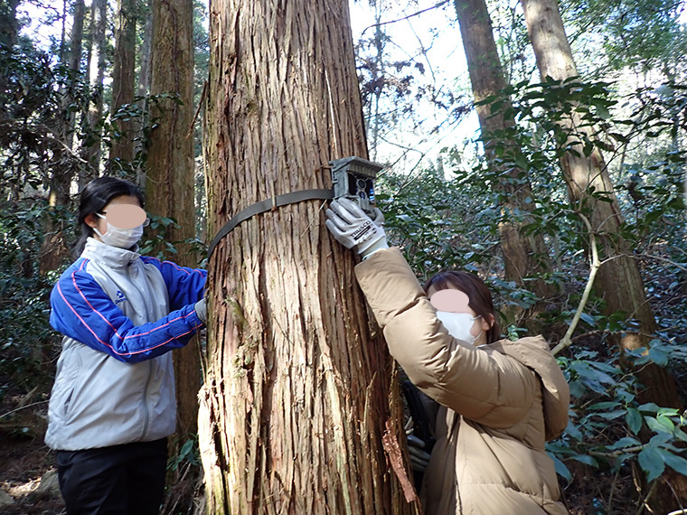 木の幹にセンサーカメラを取り付けます