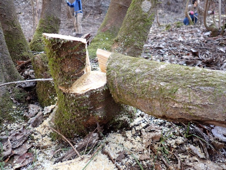 伐採した木の切り口