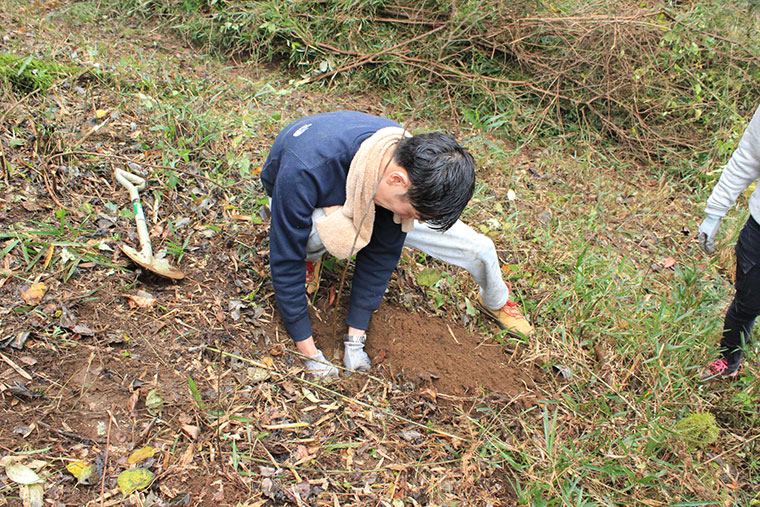 掘った穴に苗木を埋める