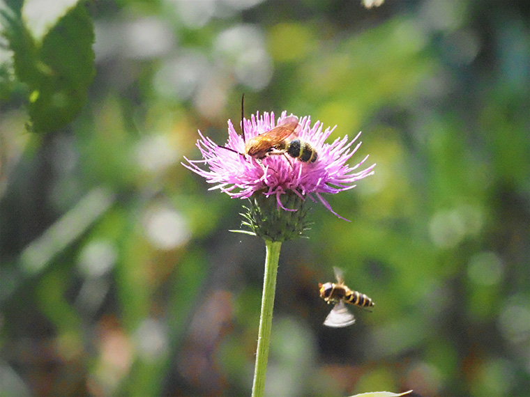 ノハラアザミの花に止まるハラナガツチバチ