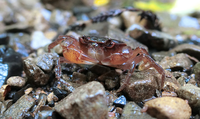 2枚目：沢沿いに生息するサワガニ