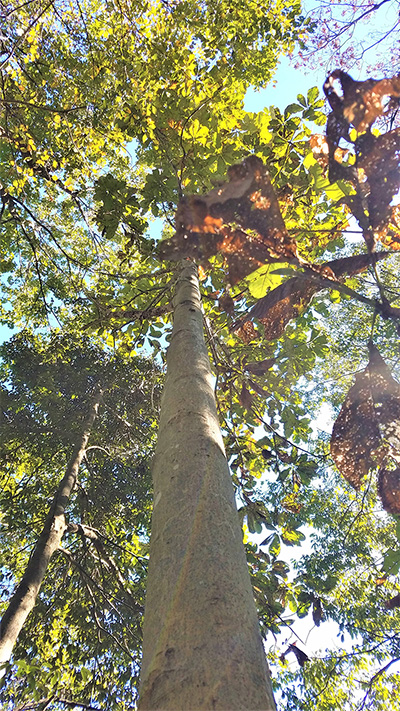 森の中で真っすぐに伸びたホオノキの幹