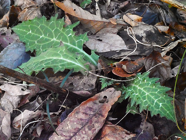 越冬するノハラアザミの葉