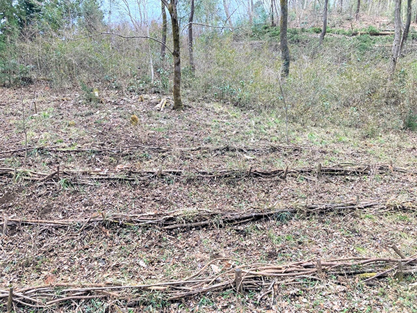 そだが完成し、土留めの役割や生き物の棲み処となります!