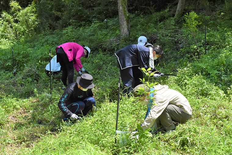 植樹した木が周囲の雑草木類の成長に負けないように下草を刈ります
