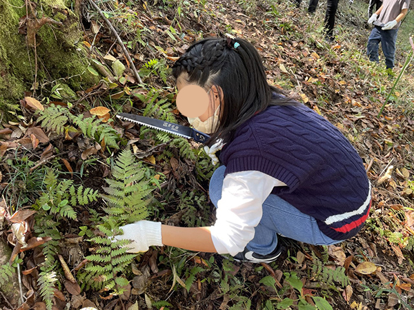 植樹エリアの低草木伐採をします