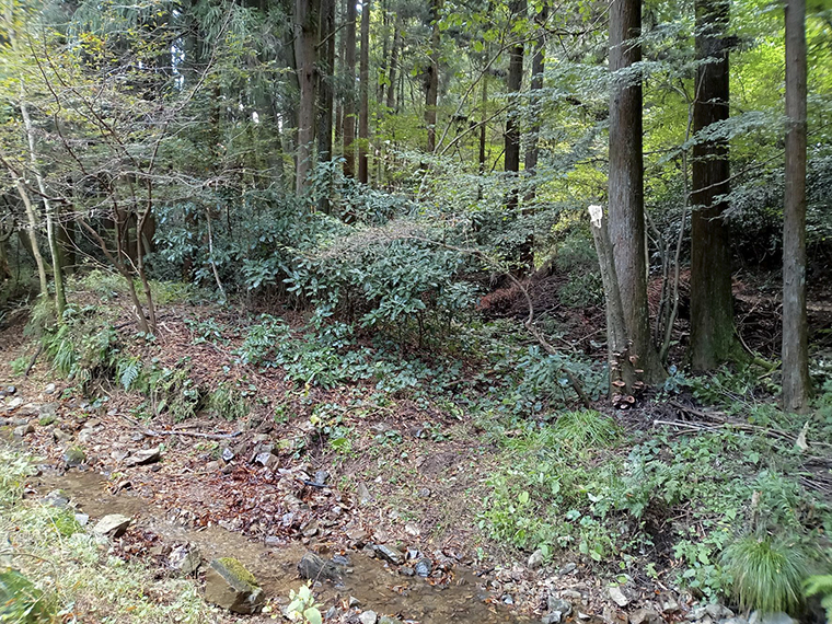 作業後(倒木が除去されました)