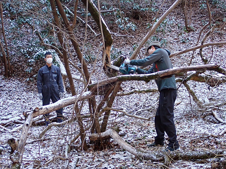 複雑に絡まりあっている倒木をチェーンソーを使って解体します