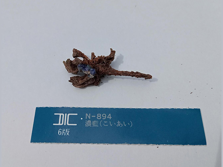 最も点数が高かった自然物。テーマ「濃藍(こいあい)」について、花びらの色がそっくりです