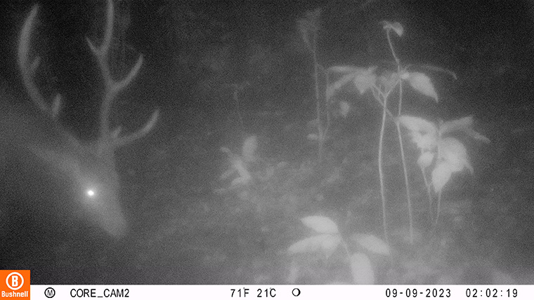 センサーカメラに写った「5尖のシカ」