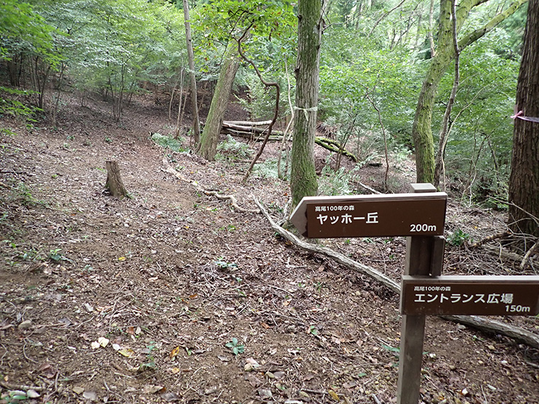 倒木を並べたことで、道が分かりやすくなりました