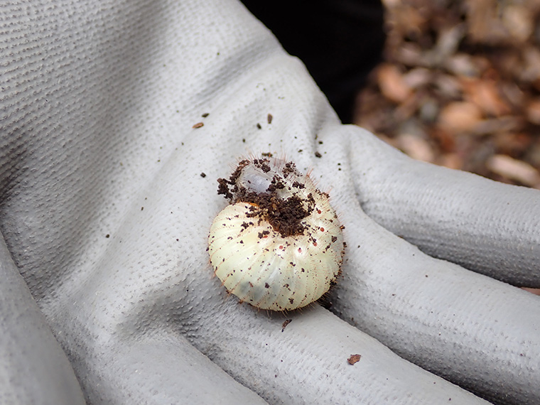 整備中、カブトムシの幼虫を発見!