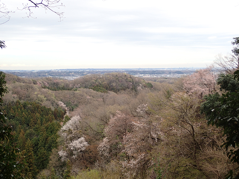 この日のヤッホー丘からの眺めは見通しがよく、ヤマザクラ越しに遠い埼玉方面の景色まではっきりと見えました