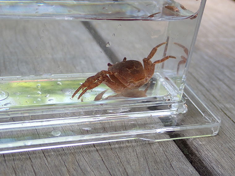 沢沿いではサワガニを見つけることもできました