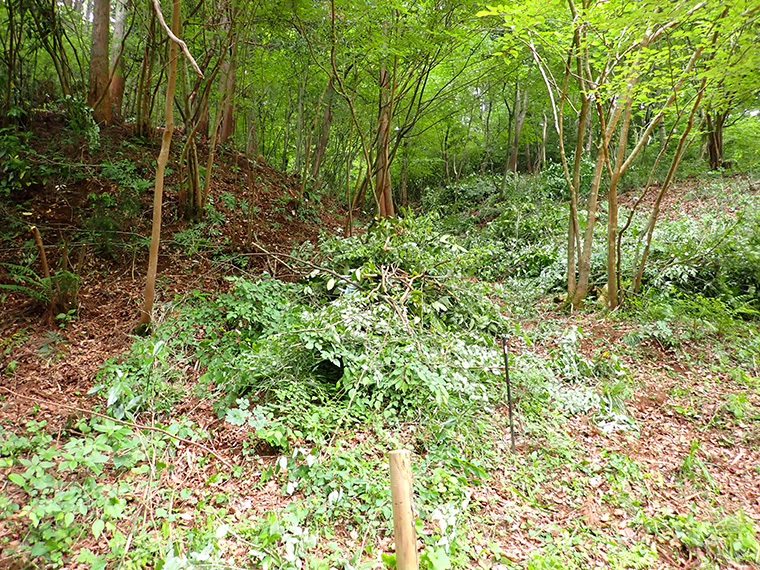 作業後(写真中央の山は作業で刈り取った大量の灌木類)