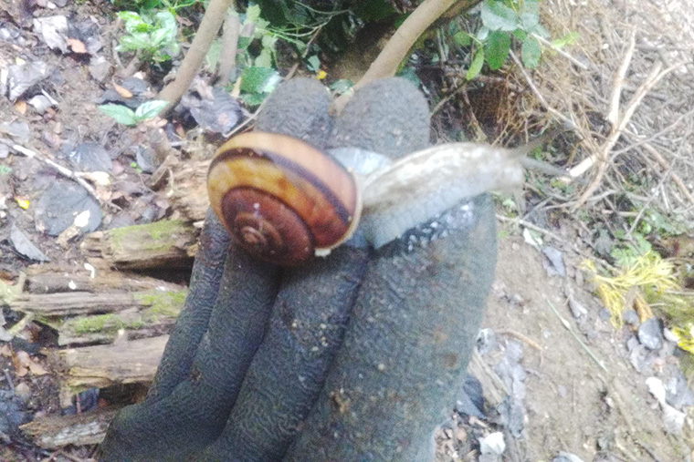 都内では見かけない大きなカタツムリを発見
