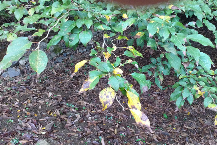 木々の葉