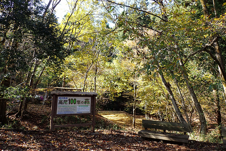 朝晩の寒暖差が大きくなり、木々が色づき始めました。紅葉した葉っぱが地面に落ちて黄色い絨毯を敷いたようになっています