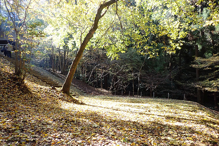 朝晩の寒暖差が大きくなり、木々が色づき始めました。紅葉した葉っぱが地面に落ちて黄色い絨毯を敷いたようになっています