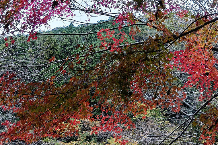 ヤッホー丘からの眺めは見通しがよく、紅葉越しに遠い埼玉方面の景色まではっきりと見ることができました