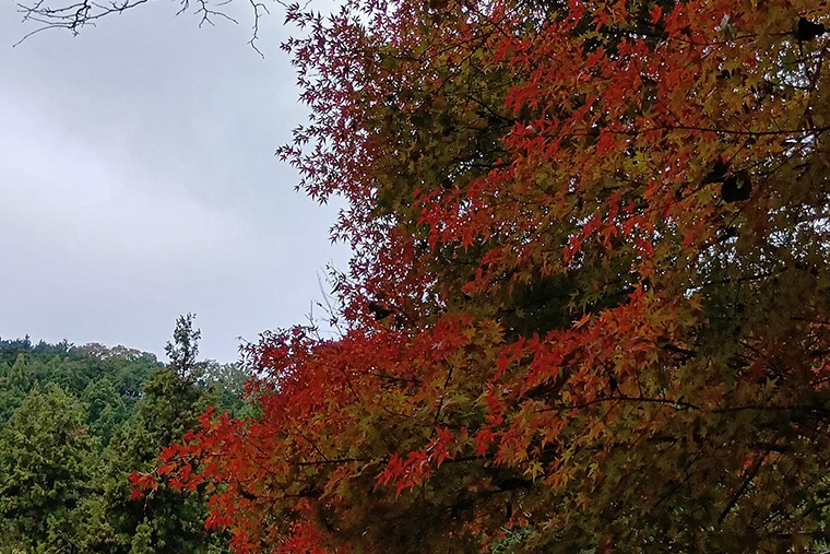 もみじが真っ赤に色づきこの時期の高尾100年の森は紅葉が絶景です