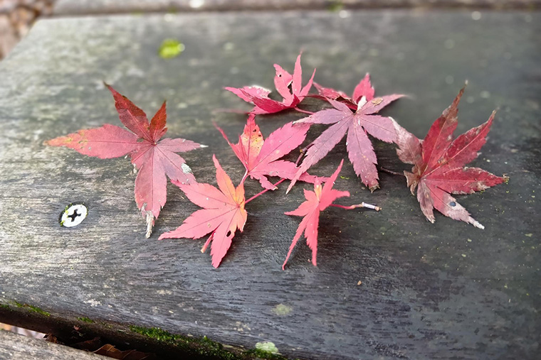 もみじが真っ赤に色づきこの時期の高尾100年の森は紅葉が絶景です