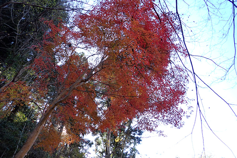 赤く紅葉したもみじ