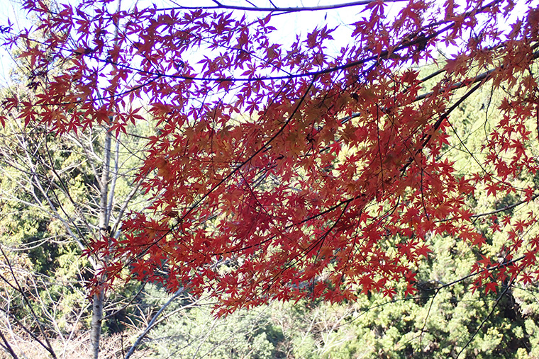 赤く紅葉したもみじ