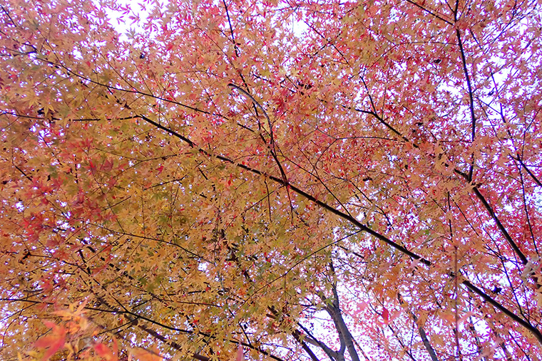 赤く紅葉したもみじ