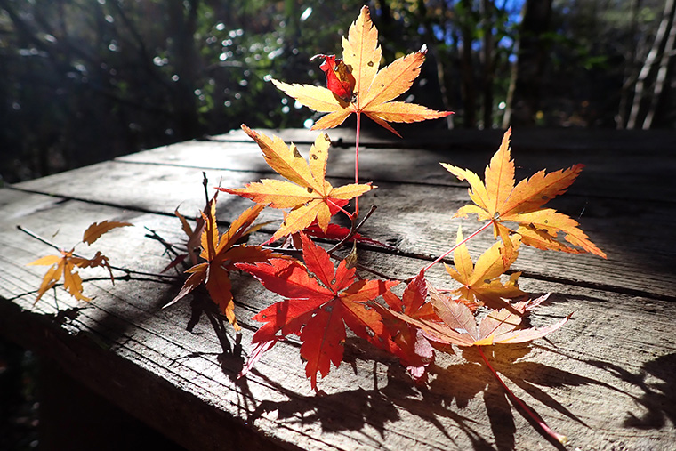 赤く紅葉したもみじ