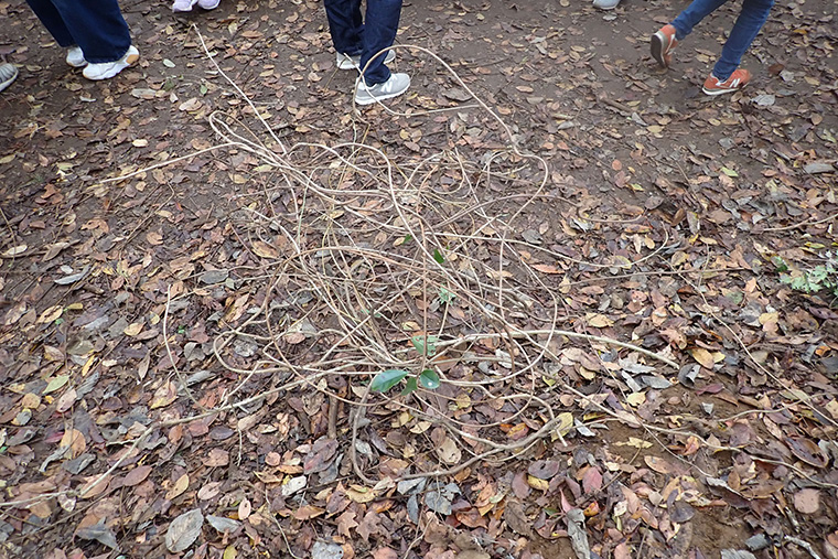 まずはリースの土台を作ります。柔らかいつる性の植物で、輪っかを作りました。つる性の植物を切って使うことでつるに覆われない森づくりにもつながります