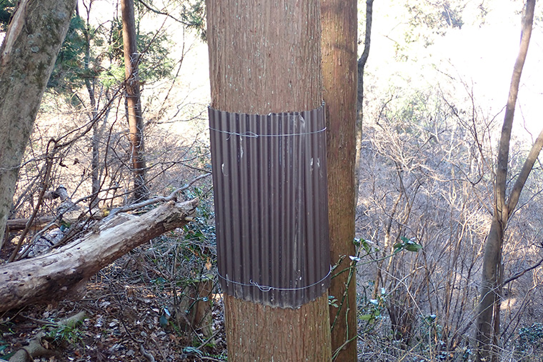 巣箱をかけた木の幹には小動物が登ってくるのを防ぐ仕掛けを設置しました