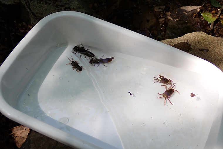 サワガニ、ヤゴ、カエル、魚など、30分ほどで多くの生物を発見しました