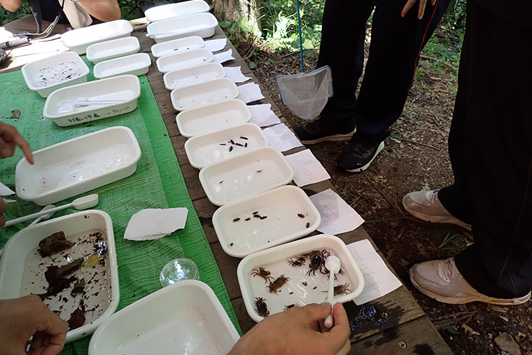 サワガニやカゲロウ類などさまざまな生物を見つけました