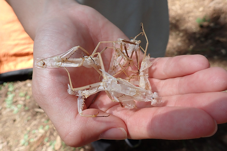 林道を歩いている途中で見つけたカマキリの抜け殻