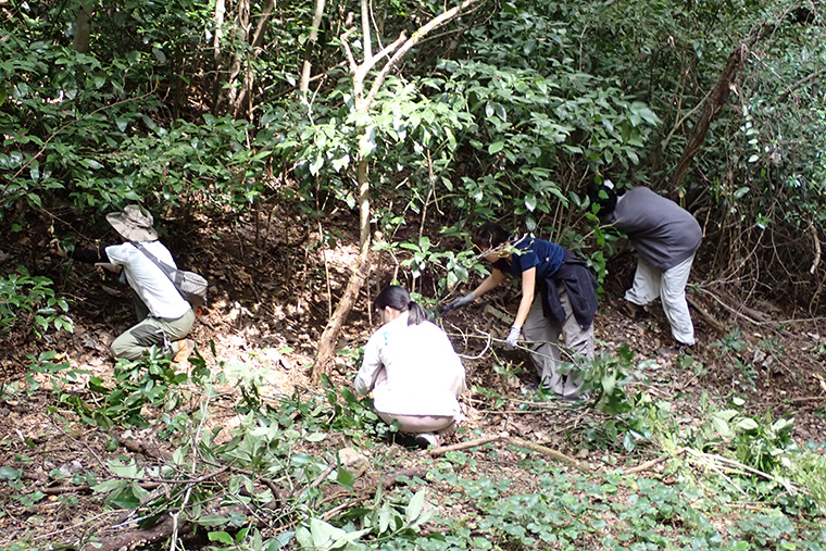 一面を覆っているアオキやつる性の植物を手ノコで切っていきます