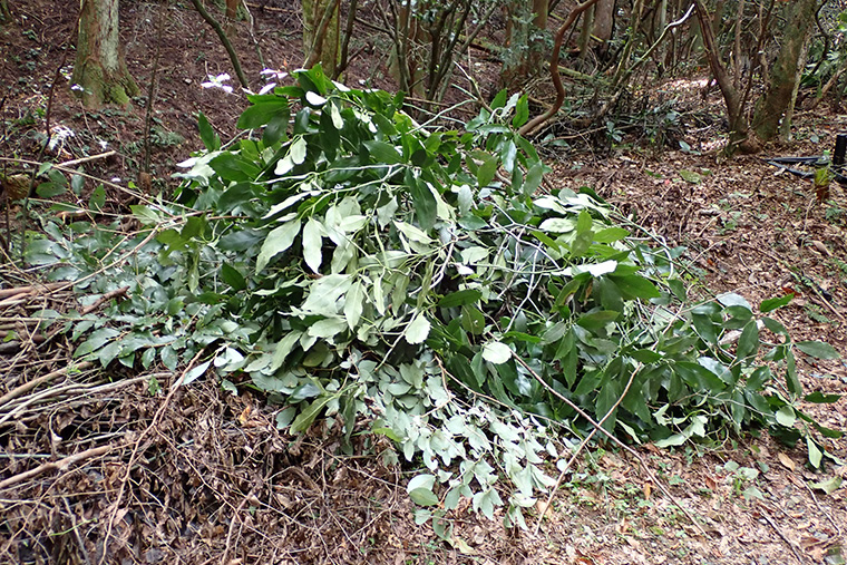 切った草木を運び、一カ所にまとめますまとめた草木は、鳥類や小動物が天敵から身を守る隠れ家・昆虫類の生息地などになります