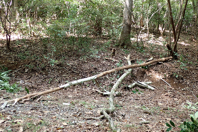 朽ちて倒れ掛かった高木類も伐倒しました