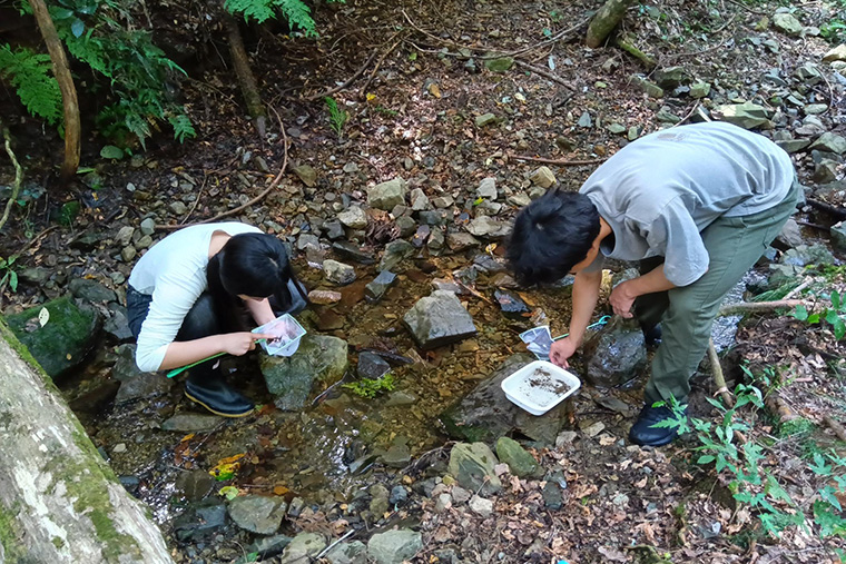 沢の中に入り次々に生き物を捕まえます
