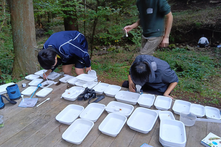 捕まえた生き物は種類ごとに分けて観察