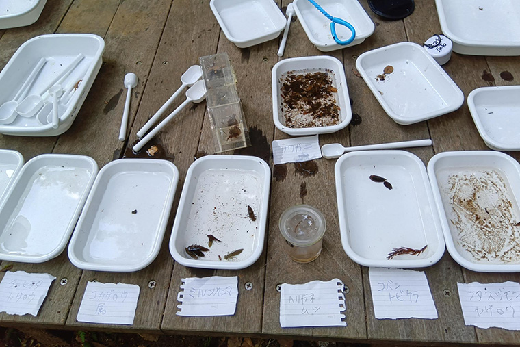 ファシリテーターからそれぞれの生き物の特徴や見分け方などを教えてもらいます