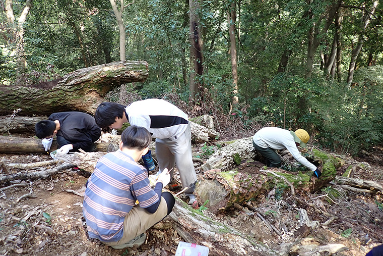 以前伐採した木が朽ち、さまざまな生き物がたくさん出てくるスポットになっていました