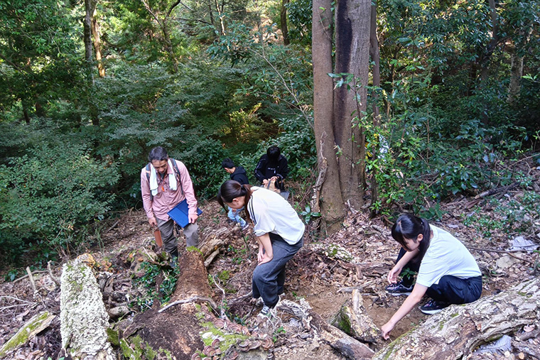 フィールド全体でキノコを探し集めます