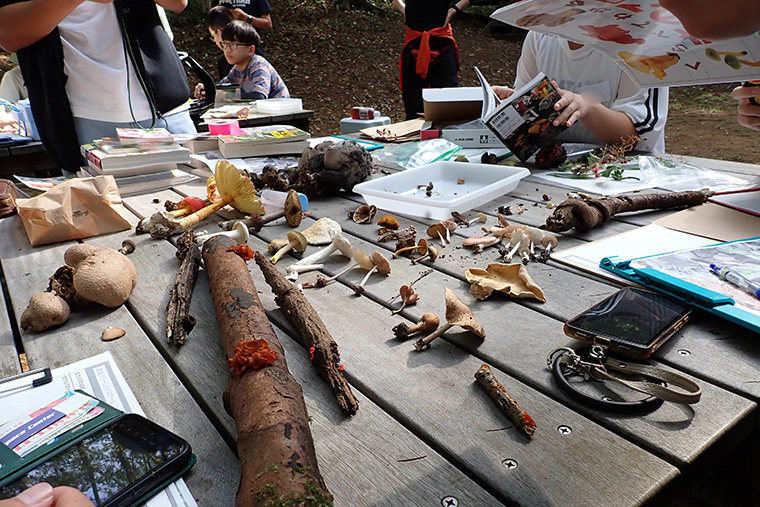 採集したキノコを並べると圧巻です。細部まで詳しく観察し、図鑑を使って種を同定しました