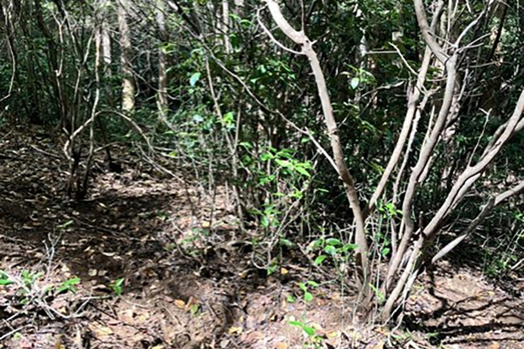 森の整備に貢献しました