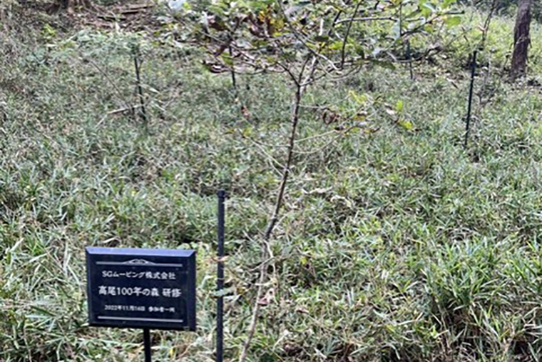 先輩社員が植えた樹も成長していました