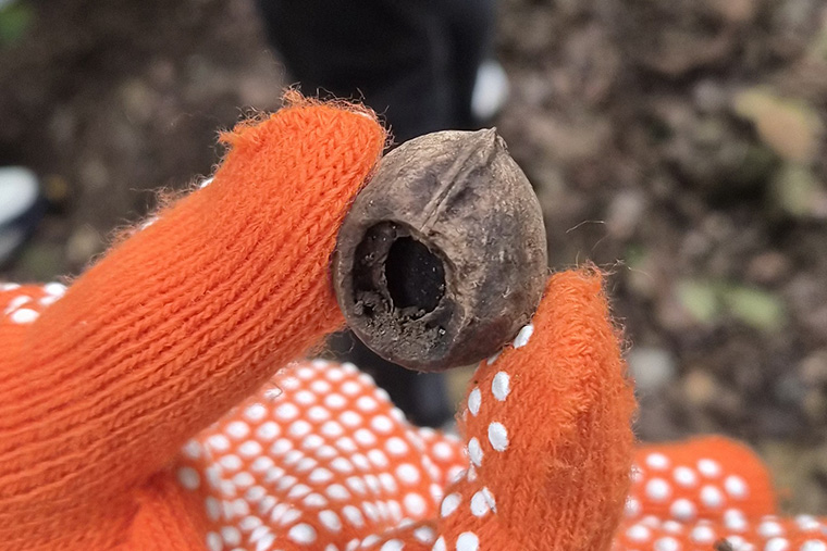 ねずみがかじった痕跡を見つけました