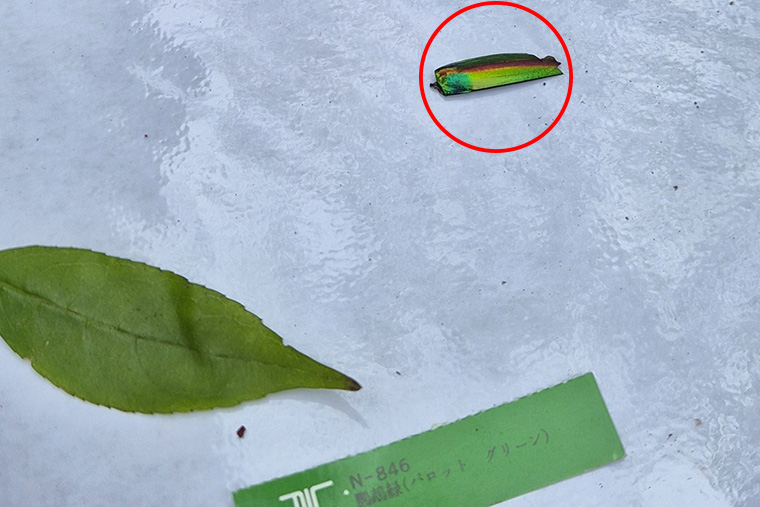 今回最も多くの票を集めた玉虫の羽ですお題の色は鸚鵡緑（パロットグリーン）