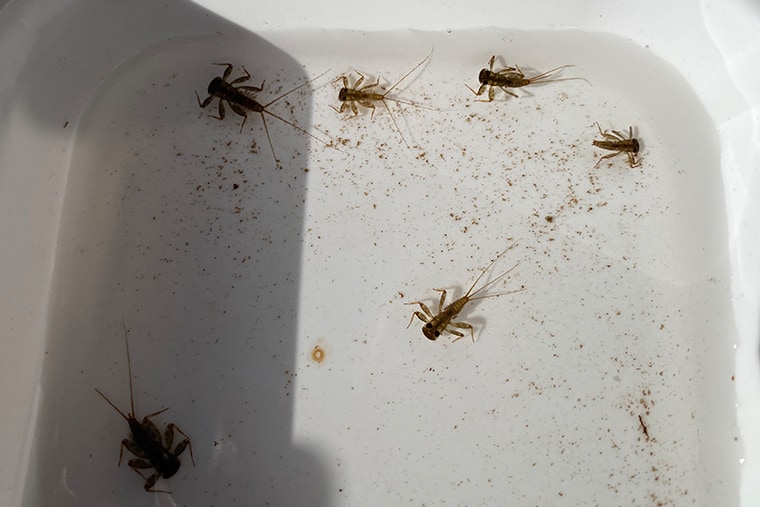 キブネタニガワカゲロウ