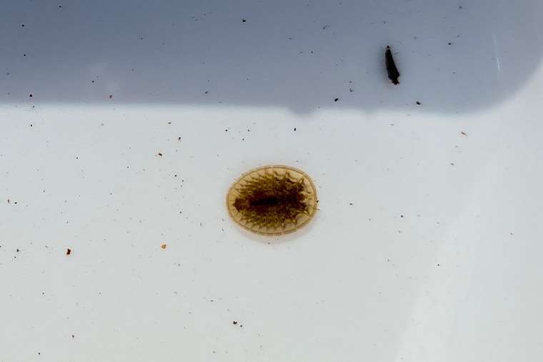 ヒラタドロムシ